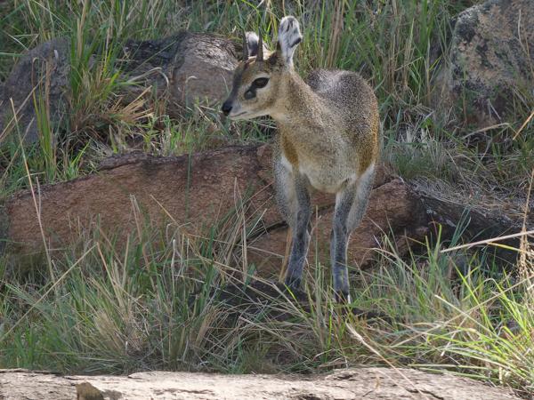 <h3><a href="/trips/tanzania/biota/animalia/chordata/mammalia/artiodactyla/bovidae/oreotragus oreotragus/oreotragus oreotragus-nl.html">Oreotragus&nbsp;oreotragus</a> / Klipspringer / Klipspringer</h3>OM-1 Mark II met OLYMPUS M.150-400mm F4.5 TC, 1/2000 sec  bij F5.6, ISO 3200, afstand 56.0&nbsp;m